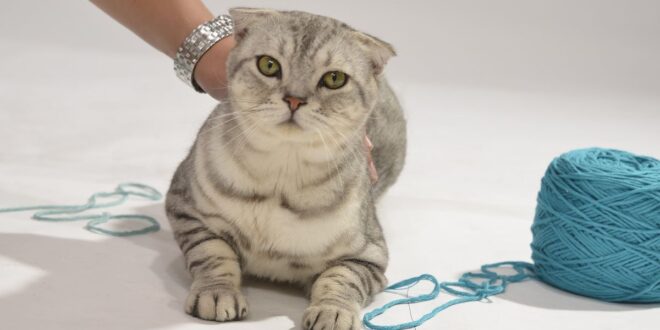 Rahasia di Balik Fakta Menarik Kucing