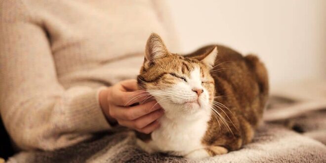 Panduan Lengkap Merawat Hewan Peliharaan: Tips Sehat dan Bahagia